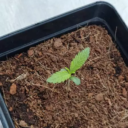 FastBuds Lemon AK Auto