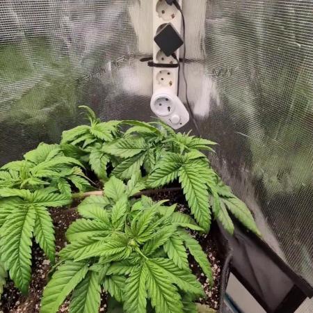 EXCLUSIVE  Kannabia Sunset Sherbet GF