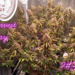 3xMysteryPhotoperiodSeedsbyNirvana 