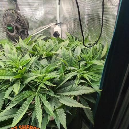 EXCLUSIVE  Kannabia Sunset Sherbet GF