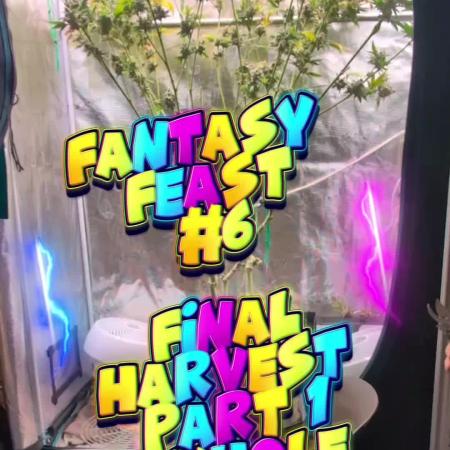 Fantasy Feast Nutrient test (FERMAKOR)