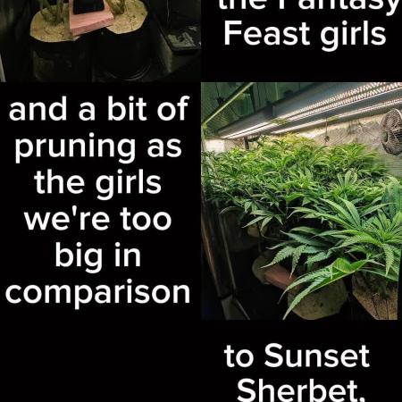 Fantasy Feast Nutrient test (FERMAKOR)