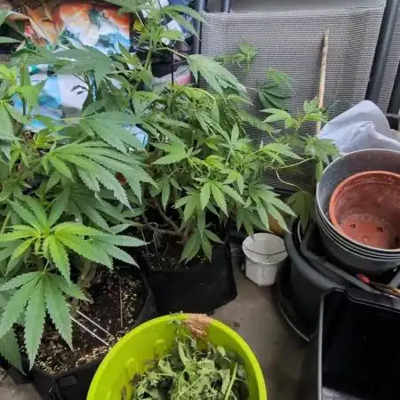 Balcony Fantasy Feast @KanOrganics