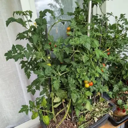 Balcony Fantasy Feast @KanOrganics