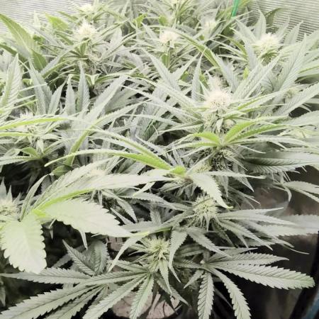 EXCLUSIVE  Kannabia Sunset Sherbet GF