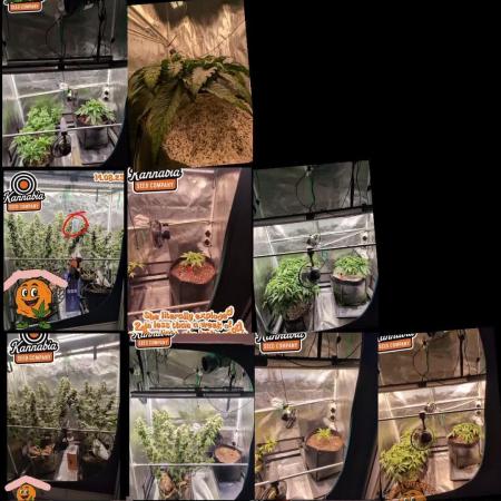 EXCLUSIVE  Kannabia Sunset Sherbet GF