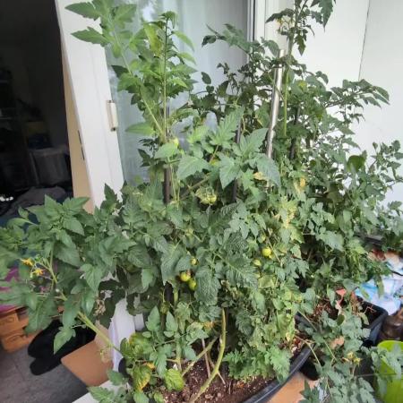 FERMAKOR BASE SYSTEM KOH VERSION