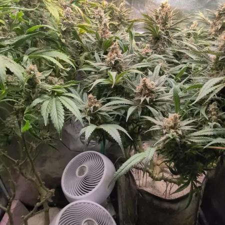 EXCLUSIVE  Kannabia Sunset Sherbet GF