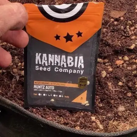 RuntzAutoKannabia2ndTime