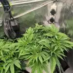 EXCLUSIVE  Kannabia Sunset Sherbet GF