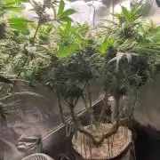 EXCLUSIVE  Kannabia Sunset Sherbet GF