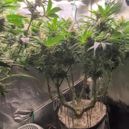 EXCLUSIVE  Kannabia Sunset Sherbet GF