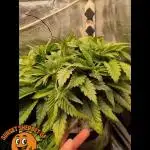 EXCLUSIVE  Kannabia Sunset Sherbet GF