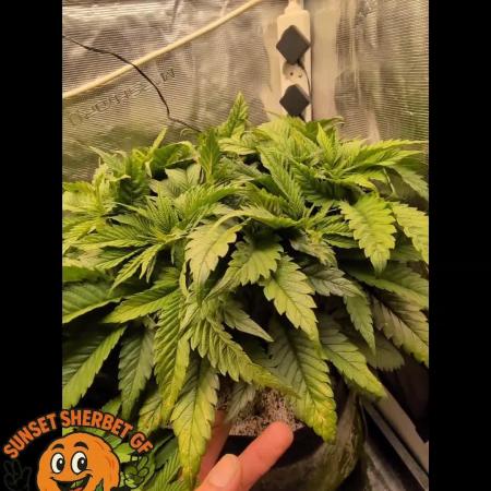 EXCLUSIVE  Kannabia Sunset Sherbet GF