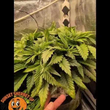 EXCLUSIVE  Kannabia Sunset Sherbet GF