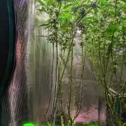 Balcony Fantasy Feast @KanOrganics