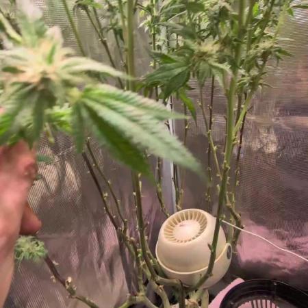 Balcony Fantasy Feast @KanOrganics