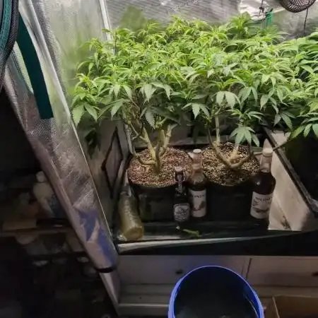 Fantasy Feast Nutrient test (FERMAKOR)