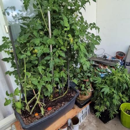 Balcony Fantasy Feast @KanOrganics
