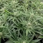 Fantasy Feast Nutrient test (FERMAKOR)