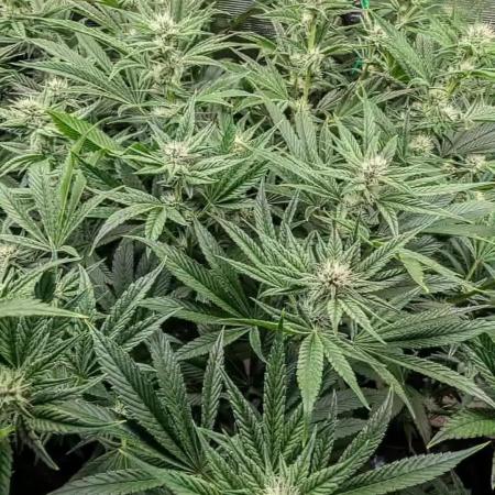 Fantasy Feast Nutrient test (FERMAKOR)