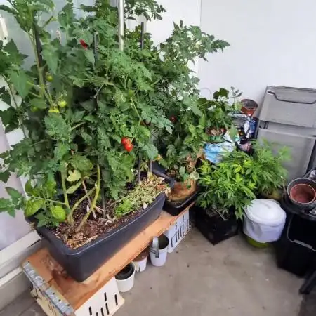 Balcony Fantasy Feast @KanOrganics
