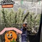 NEW EXCLUSIVE Upcoming Kannabia Launch