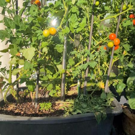 Brew FPJ/Fish Hybrid for Sunset Sherbet