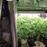 Balcony Fantasy Feast @KanOrganics