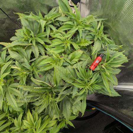 EXCLUSIVE  Kannabia Sunset Sherbet GF