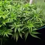 EXCLUSIVE Kannabia Sunset Sherbet GF