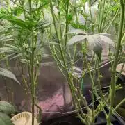 Balcony Fantasy Feast @KanOrganics