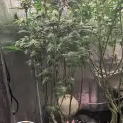 Balcony Fantasy Feast @KanOrganics