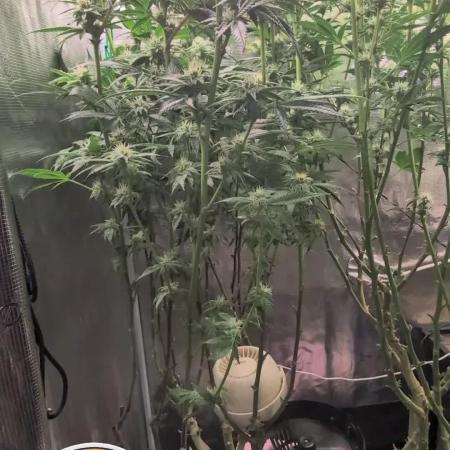 Balcony Fantasy Feast @KanOrganics