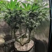 EXCLUSIVE  Kannabia Sunset Sherbet GF