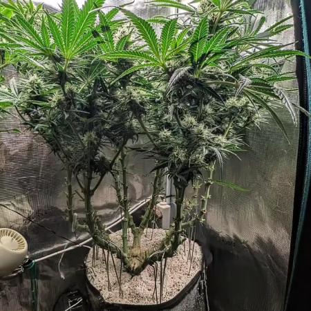 EXCLUSIVE  Kannabia Sunset Sherbet GF