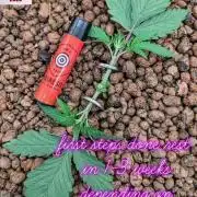 Apple Fritter Kannabia 1st time