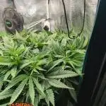 EXCLUSIVE  Kannabia Sunset Sherbet GF