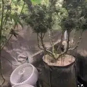 EXCLUSIVE  Kannabia Sunset Sherbet GF