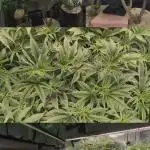 Fantasy Feast Nutrient test (FERMAKOR)