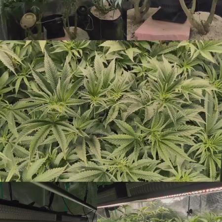 Fantasy Feast Nutrient test (FERMAKOR)