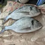 🐟💀 FERMAKOR: The Dorade Incident