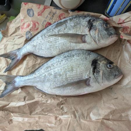 🐟💀 FERMAKOR: The Dorade Incident