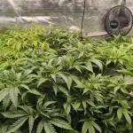 Balcony Fantasy Feast @KanOrganics