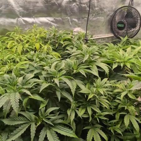 Balcony Fantasy Feast @KanOrganics