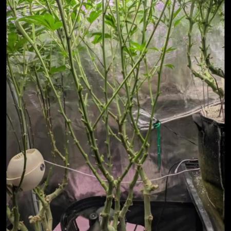 Fantasy Feast Nutrient test (FERMAKOR)