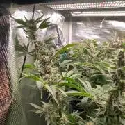 Fantasy Feast Nutrient test (FERMAKOR)