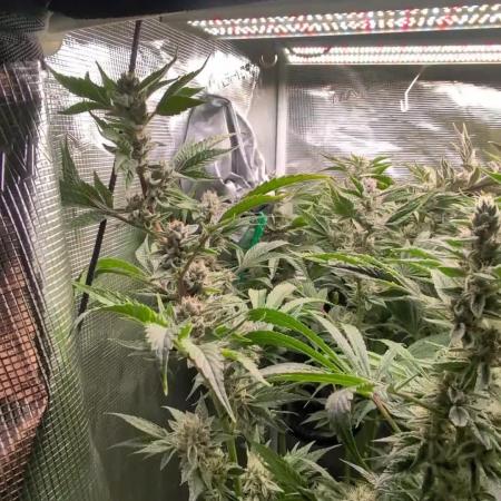 Fantasy Feast Nutrient test (FERMAKOR)