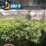 Fantasy Feast Nutrient test (FERMAKOR)