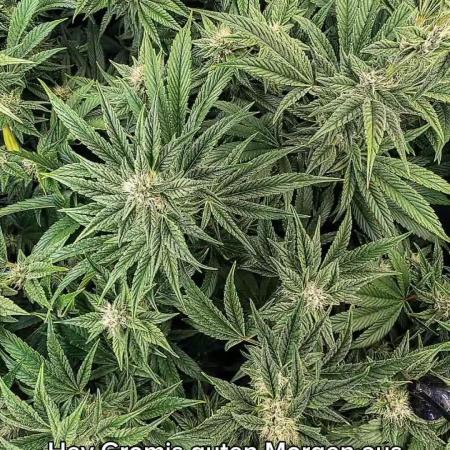 Fantasy Feast Nutrient test (FERMAKOR)